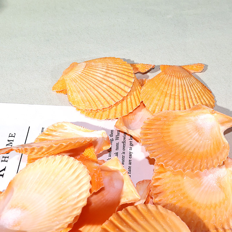 Best Yellow scallop shell fish - đánh giá và giá Marine Fish Tank
