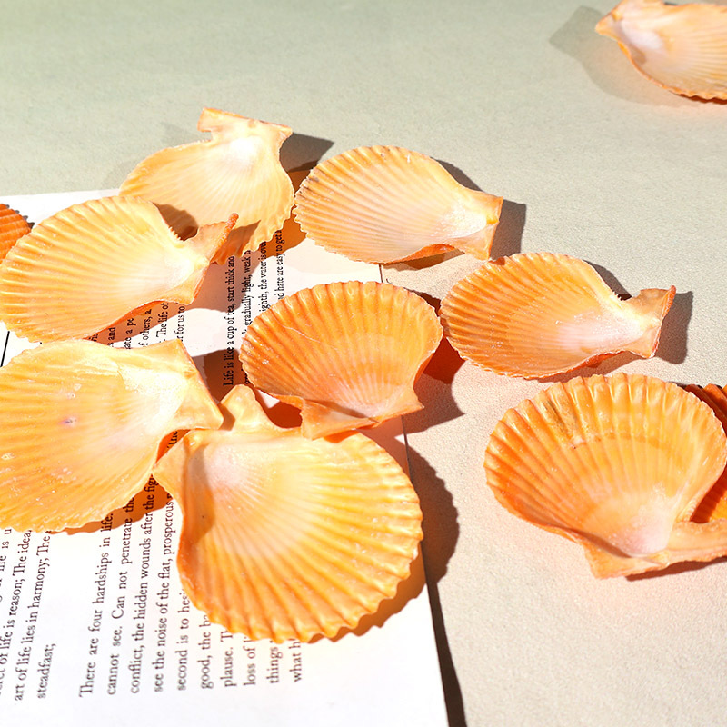 Best Yellow scallop shell fish - đánh giá và giá Marine Fish Tank