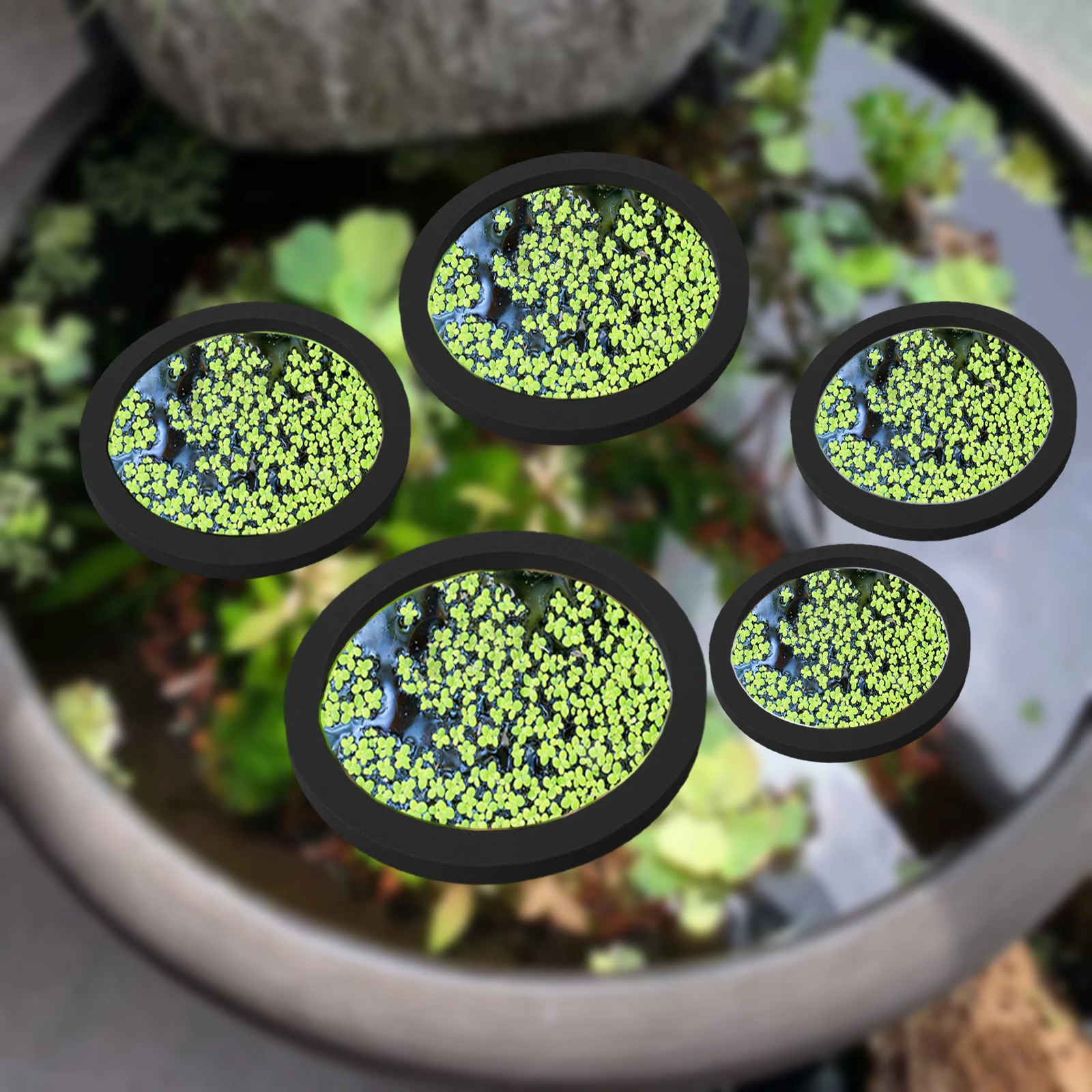 5Pcs EVA Fish Feeding Ring Aqu - đánh giá và giá Ocean Aquarium